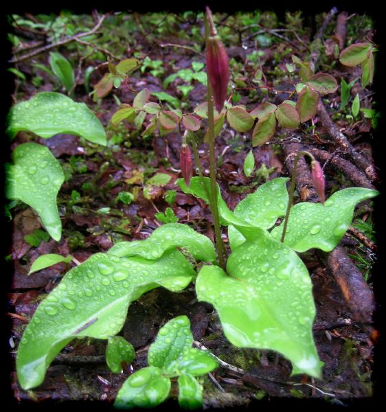 Erythronium montanum